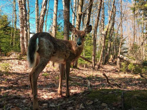 exit-chalets-big-bang-laurentides_7